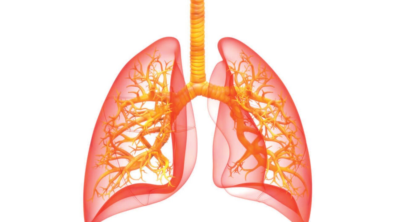 https://techpapersworld.com/wp-content/uploads/2022/05/Global-Lungs-in-Vitro-Market-would-Register-a-Healthy-Growth-1280x720.jpg