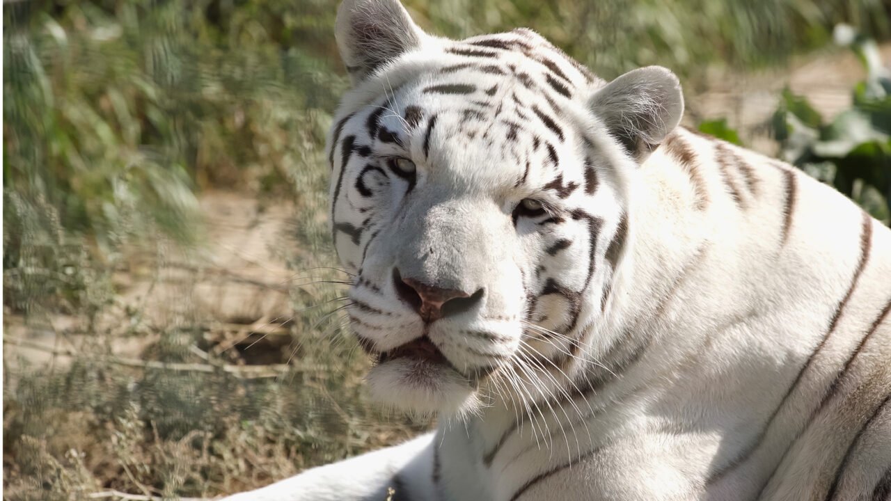 https://techpapersworld.com/wp-content/uploads/2022/07/Global-Tiger-Day-Huya-Inc-1280x720.jpg