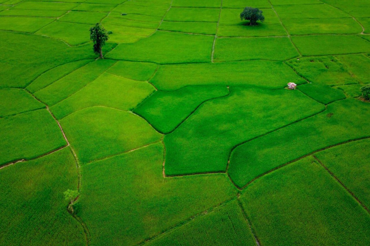 A house in green field